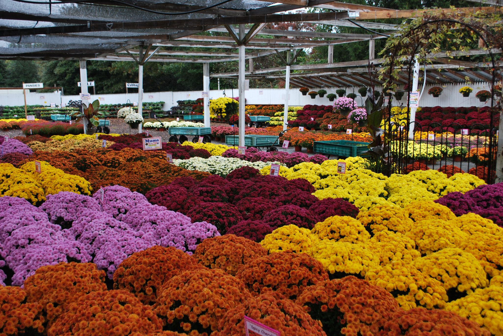 Mums in All Shapes, Colors and Sizes Wolff's Apple House