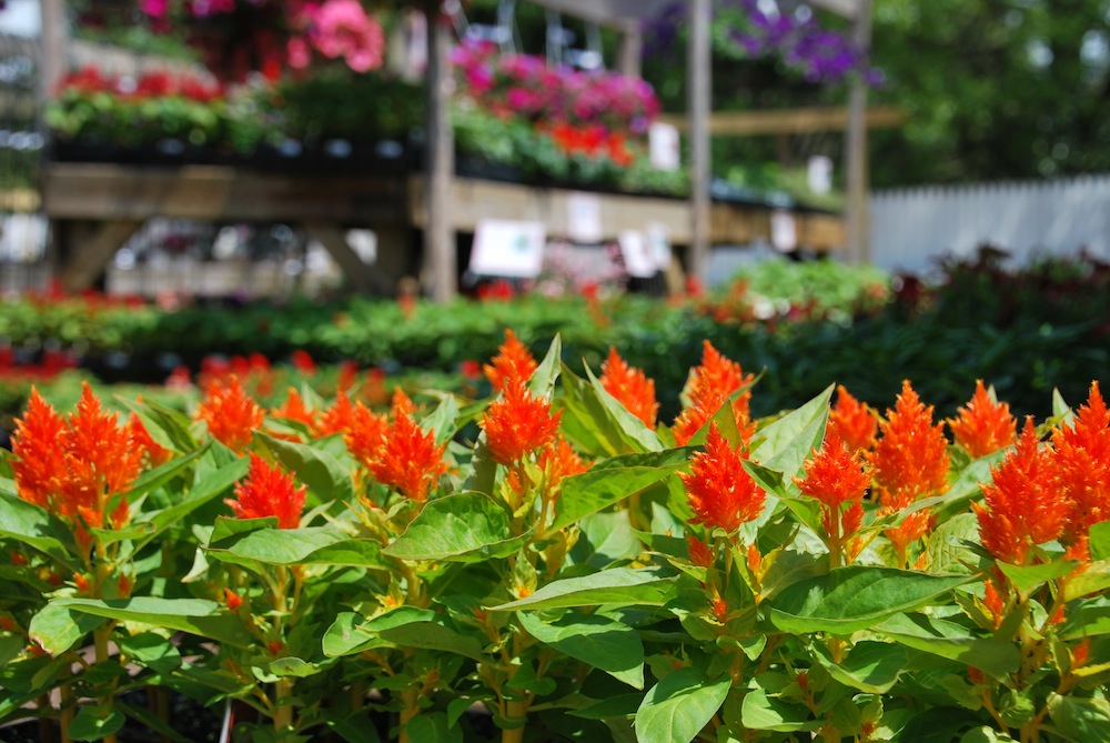 Bring Your Gardening Dreams To Life At Wolff s Plant Garden Center Wolff s Apple House