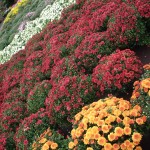 Getting into Fall Gardening and Decorating