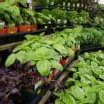 Herbs