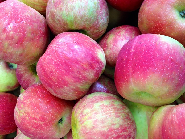 Homemade Ice Cream for the Holidays - Wolff's Apple House