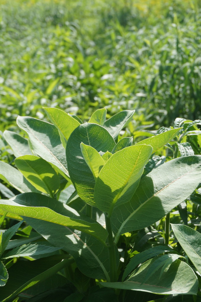Milkweed