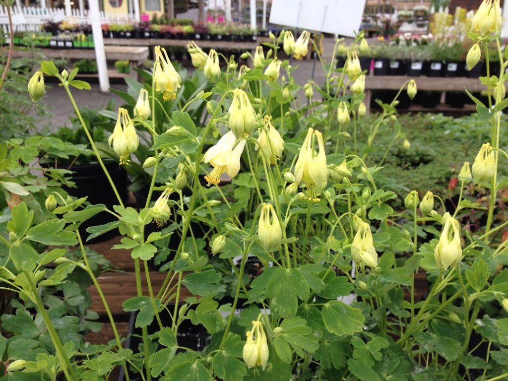 white columbine at Wolff's