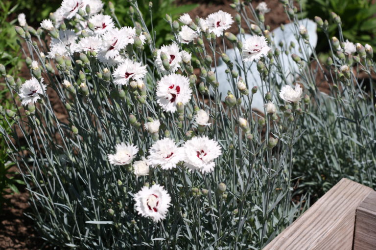 dianthus