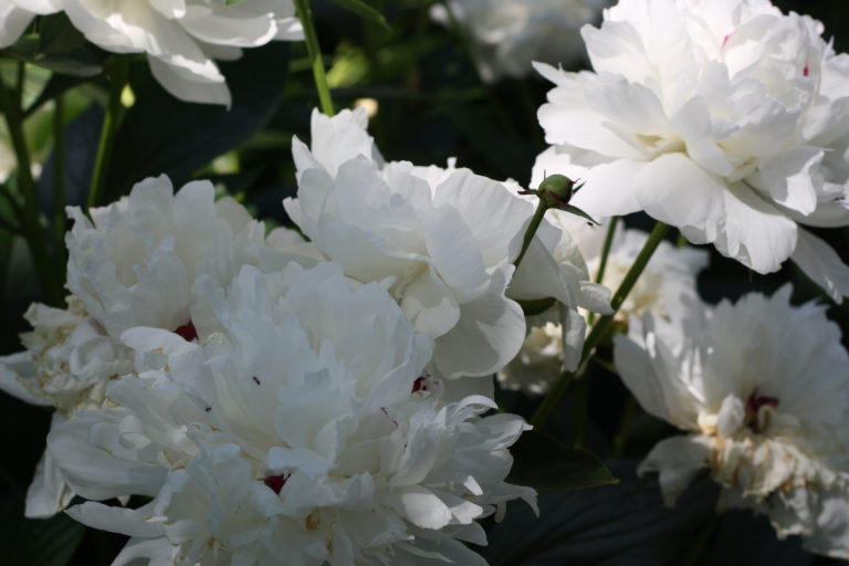 peony