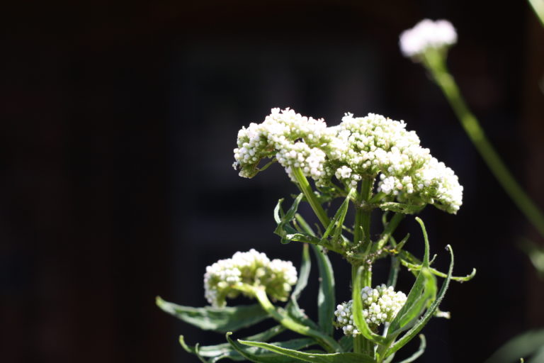 valerian root