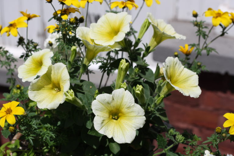 yellow petunia