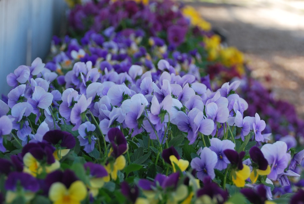 Garden center stocked with pansies