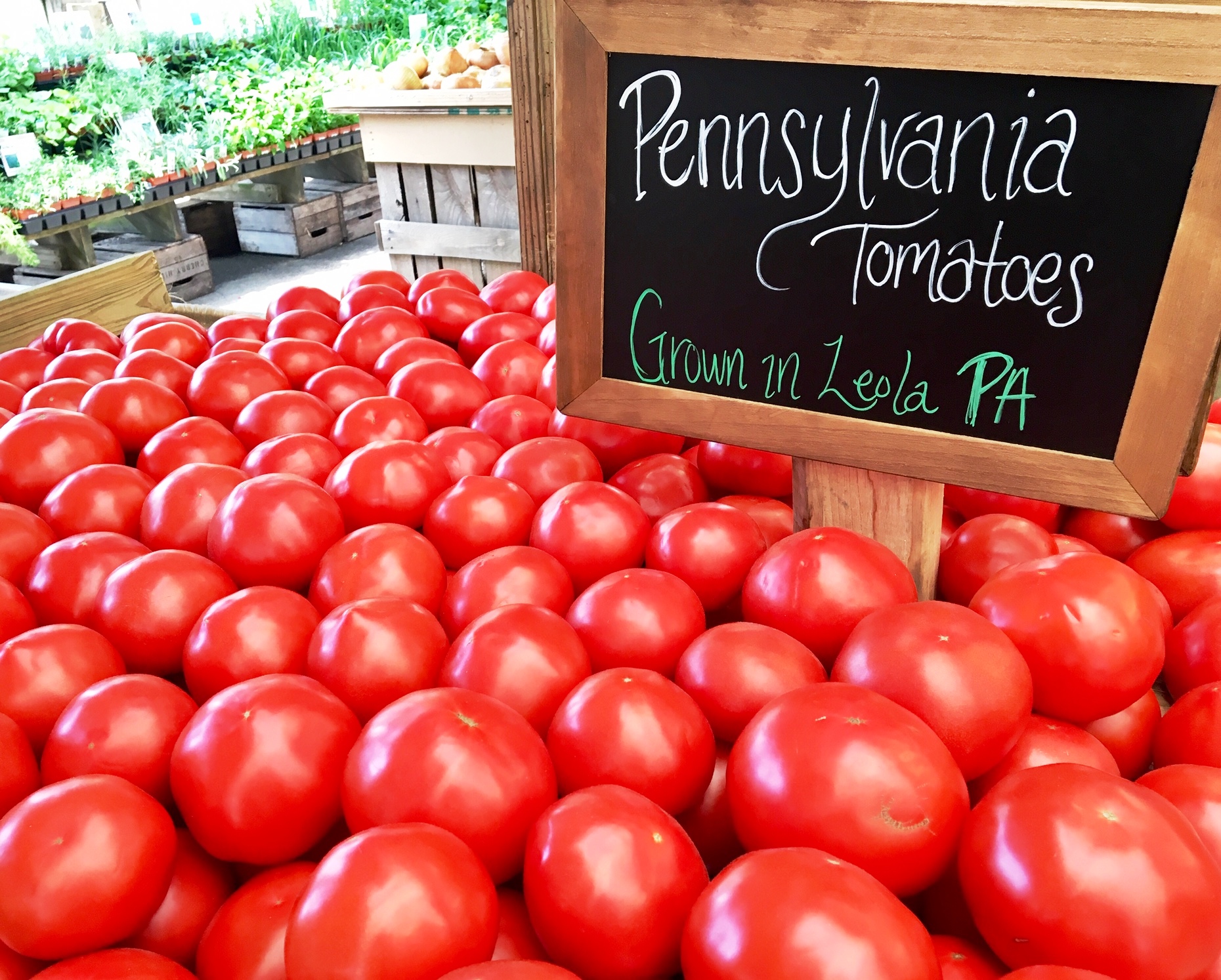 PA grown tomatoes